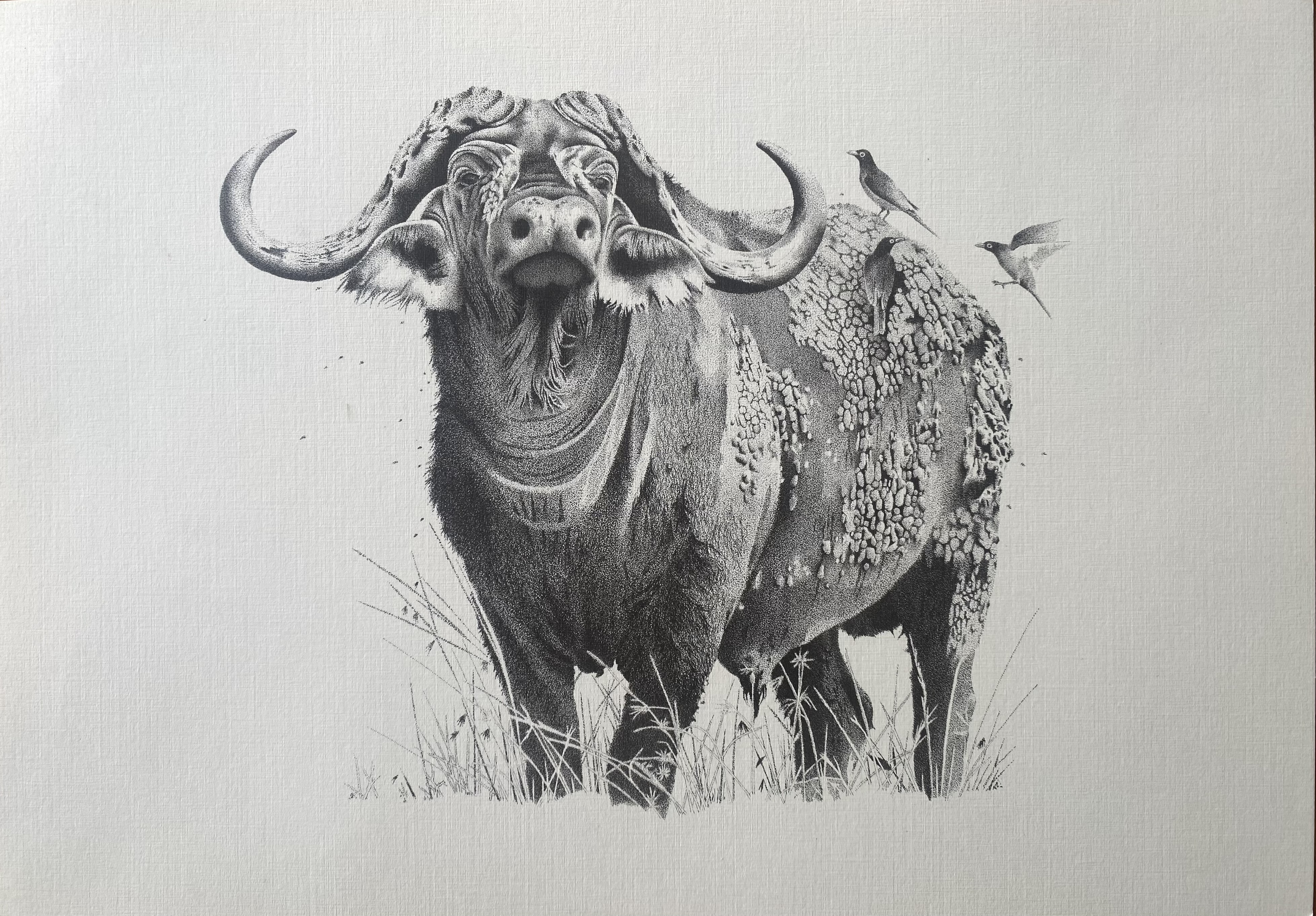 Wildlife Prints by Jonathan Scott (CH 1962-68) - Buffalo, Elephant & Black Rhino